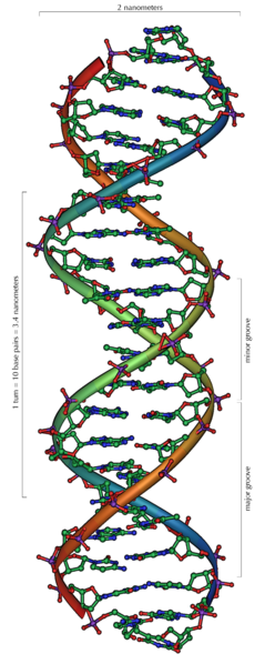 Ad:  DNA_Overview.png
Gsterim: 374
Boyut:  138.2 KB