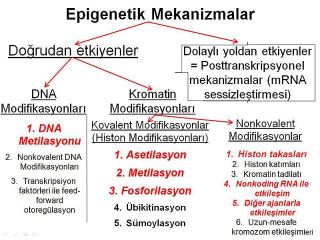 Ad:  Epigenetik_Mekanizmalar.jpg
Gsterim: 1150
Boyut:  68.4 KB