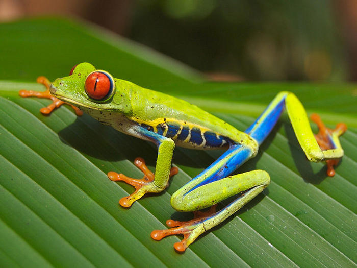 Ad:  Red_eyed_tree_frog_.jpg
Gsterim: 392
Boyut:  63.5 KB