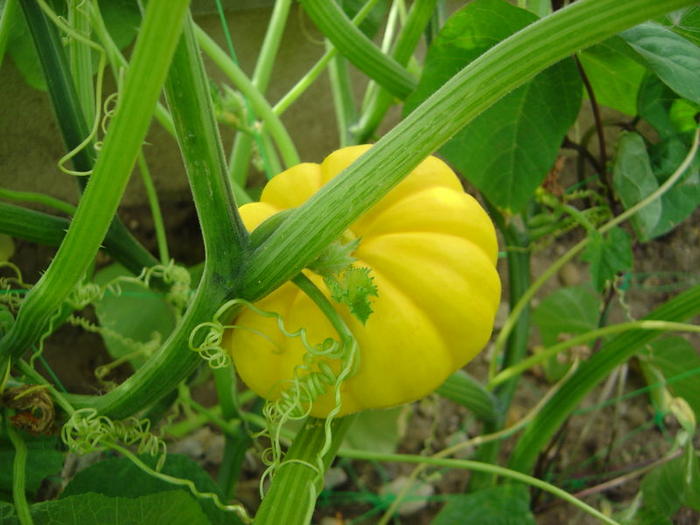 Ad: Yellow_squash.jpg
Gösterim: 296
Boyut: 56.8 KB Ad: Yellow_squash.jpg
Gösterim: 296
Boyut: 56.8 KB