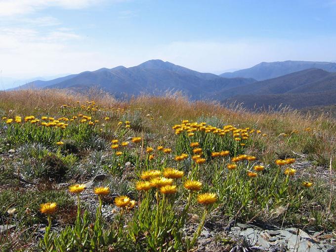 Ad: Everlastings_on_MtHotham_Vic.jpg
Gösterim: 405
Boyut: 91.8 KB Ad: Everlastings_on_MtHotham_Vic.jpg
Gösterim: 405
Boyut: 91.8 KB