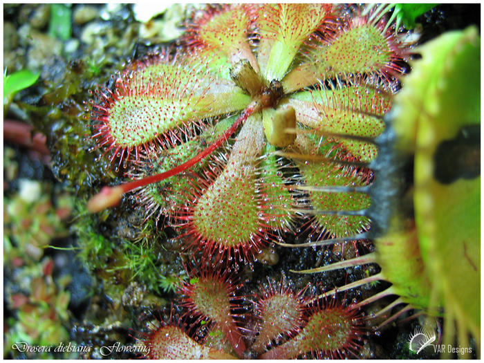 Ad: Drosera.jpg
Gösterim: 2521
Boyut: 122.7 KB