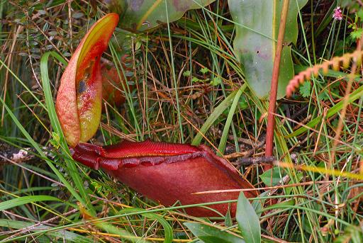 Ad: etoburbitki.jpg
Gösterim: 2012
Boyut: 60.9 KB