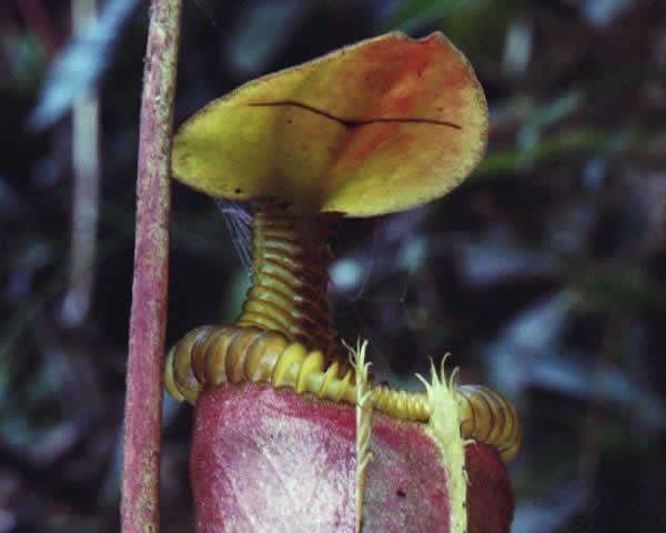 Ad: bitkietobur39fv.jpg
Gösterim: 2038
Boyut: 25.0 KB