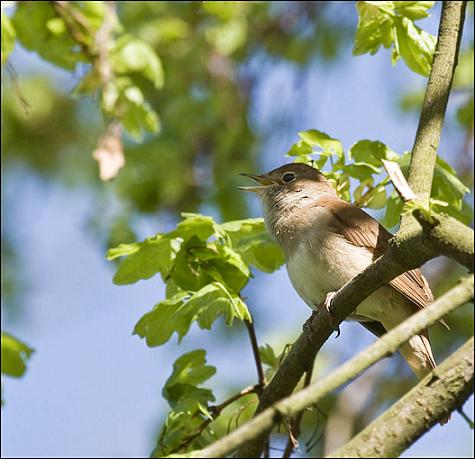 Ad: Luscinia_megarhynchos_2.jpg
Gösterim: 369
Boyut: 38.0 KB