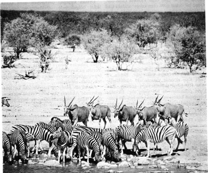 Ad:  Afrika.jpg
Gsterim: 471
Boyut:  86.3 KB