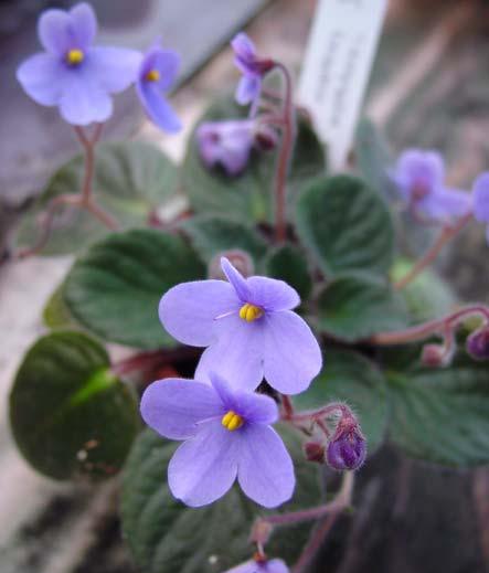 Ad:  afrika menekesi.jpg
Gsterim: 1532
Boyut:  22.4 KB