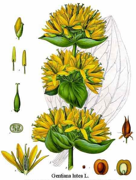 Ad: gentiana_lutea.jpg
Gösterim: 234
Boyut: 46.9 KB