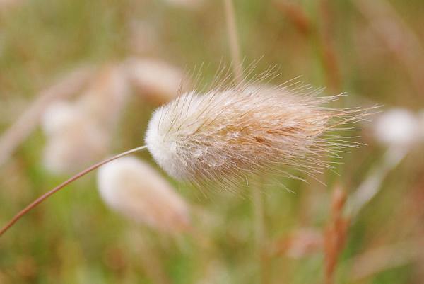 Ad: Harestail_grass.jpg
Gösterim: 1752
Boyut: 22.7 KB Ad: Harestail_grass.jpg
Gösterim: 1752
Boyut: 22.7 KB