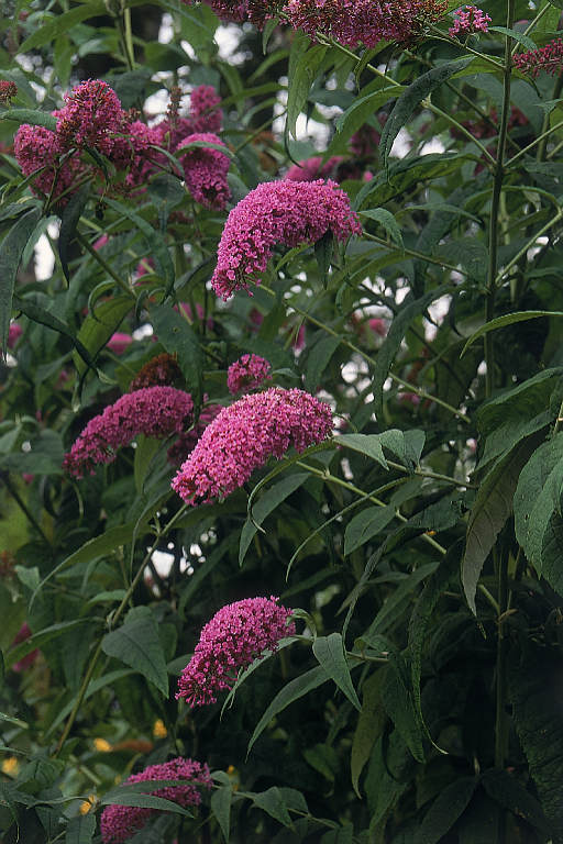 Ad: buddleia_davidii.JPG
Gösterim: 476
Boyut: 86.2 KB