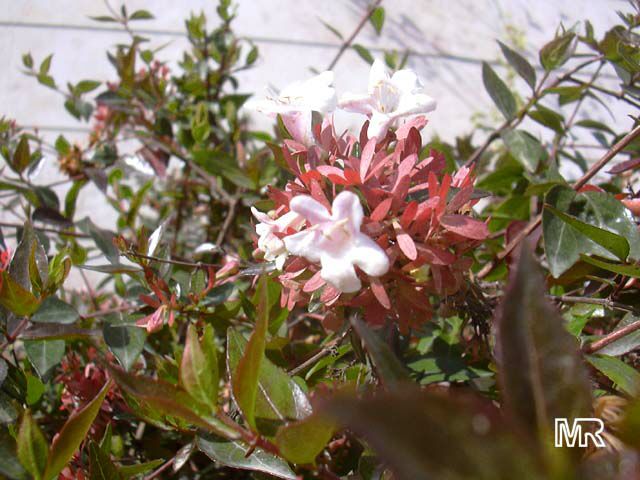 Ad:  abelia_grandiflora.jpg
G�sterim: 423
Boyut:  63.4 KB