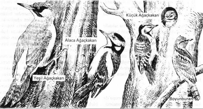 Ad: ağaçkakan.jpg
Gösterim: 670
Boyut: 77.3 KB