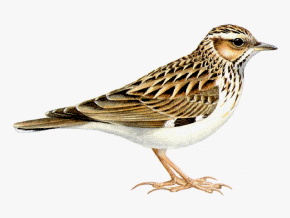 Ad: Sylvia_undata.gif
Gösterim: 328
Boyut: 16.3 KB