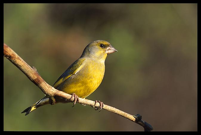 Ad: Florya.jpg
Gösterim: 423
Boyut: 25.1 KB