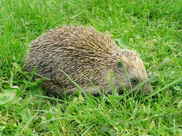 Ad:  kirpi.jpg
Gsterim: 1105
Boyut:  97.7 KB