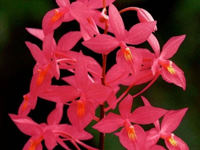 Ad:  cicek_0007.jpg
Gsterim: 244
Boyut:  48.0 KB