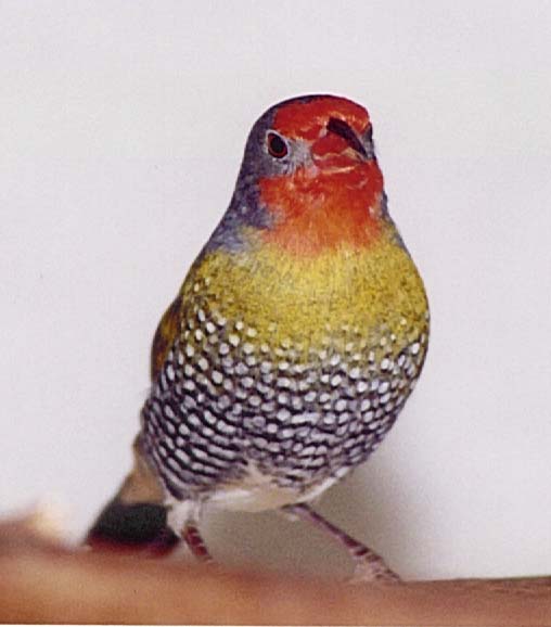 Ad:  cennetkusu.jpg
Gsterim: 330
Boyut:  34.2 KB