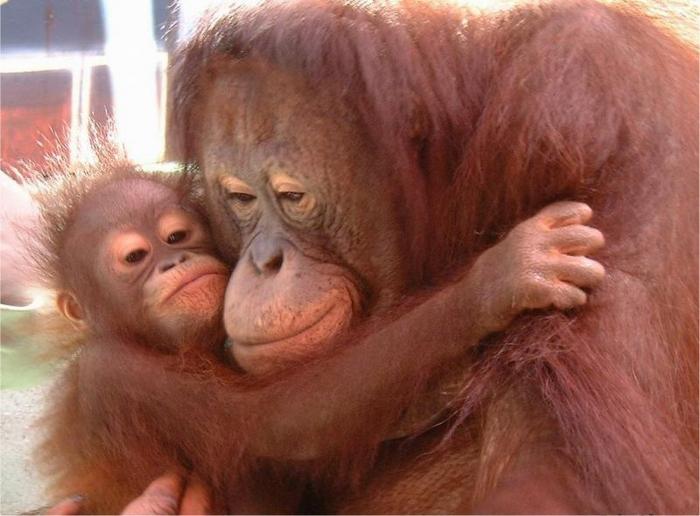 Ad:  maymun2.jpg
G�sterim: 277
Boyut:  48.4 KB