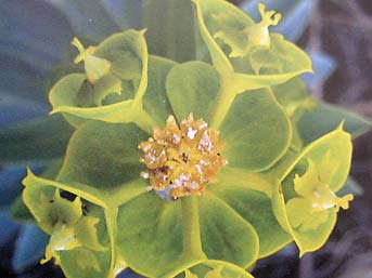 Ad:  flowers.jpg
Gsterim: 167
Boyut:  14.8 KB