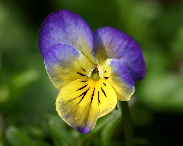 Ad:  menekse-cicegi.jpg
Gsterim: 262
Boyut:  39.4 KB