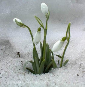 Ad: kardelen_cicegi_3.jpg
Gösterim: 390
Boyut: 21.7 KB