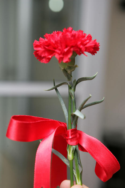 Ad:  karanfil.jpg
Gsterim: 279
Boyut:  43.1 KB