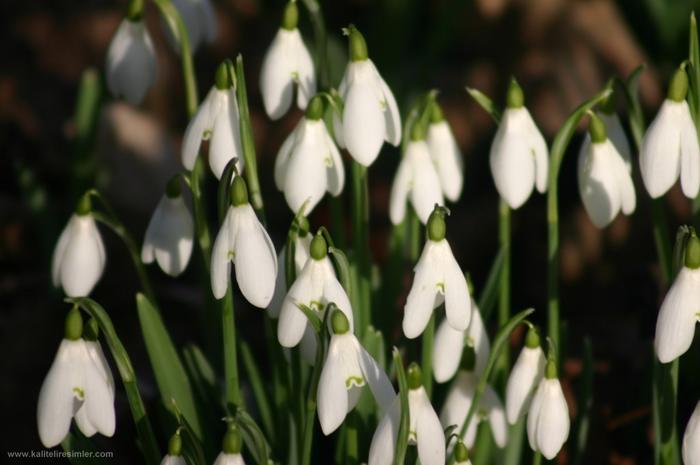 Ad: kardelenler.jpg
Gösterim: 284
Boyut: 35.8 KB