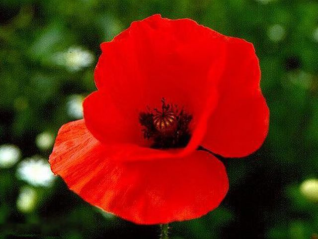 Ad:  gelincik.jpg
Gsterim: 225
Boyut:  48.9 KB