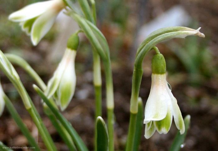 Ad: kardelen_cicekleri_3.jpg
Gösterim: 364
Boyut: 35.2 KB