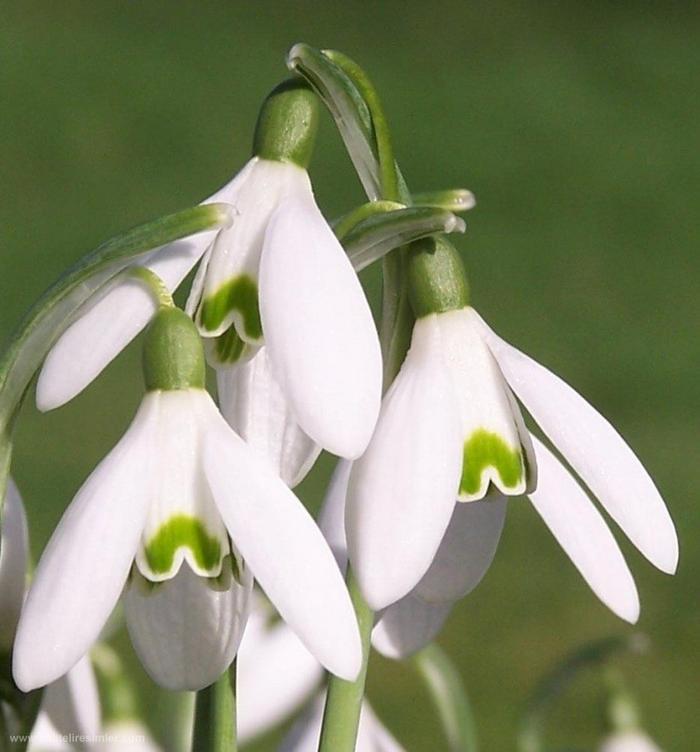 Ad: kardelenler_3.jpg
Gösterim: 445
Boyut: 44.0 KB