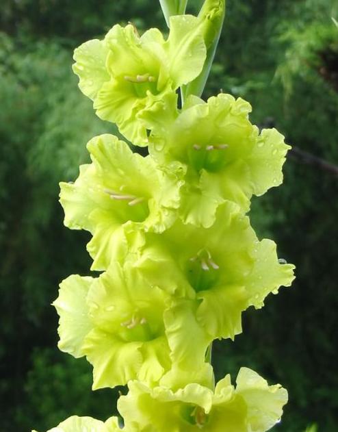 Ad:  SARIGLAYOR.jpg
Gsterim: 266
Boyut:  36.2 KB