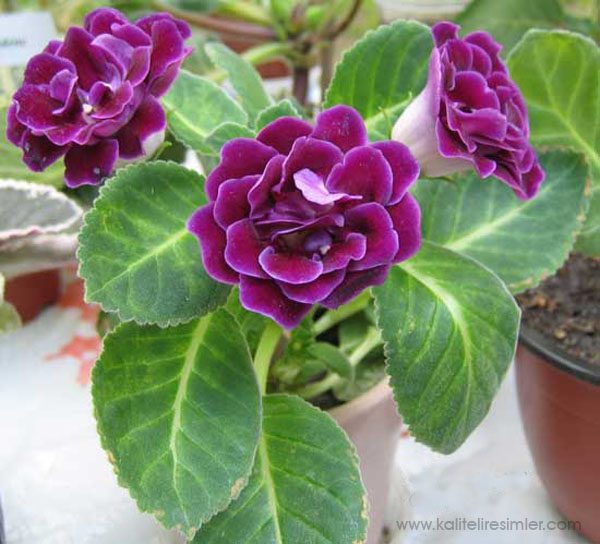 Ad:  gloxinia.jpg
Gsterim: 467
Boyut:  100.7 KB