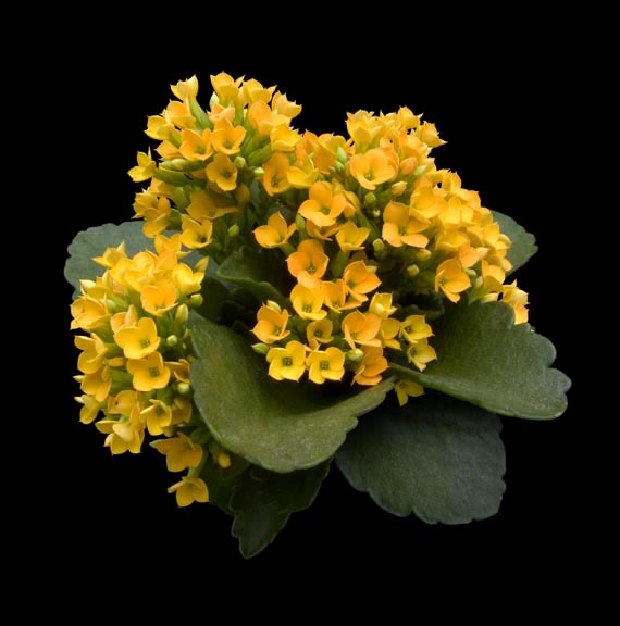 Ad:  Kalanchoe.jpg
Gsterim: 335
Boyut:  76.0 KB