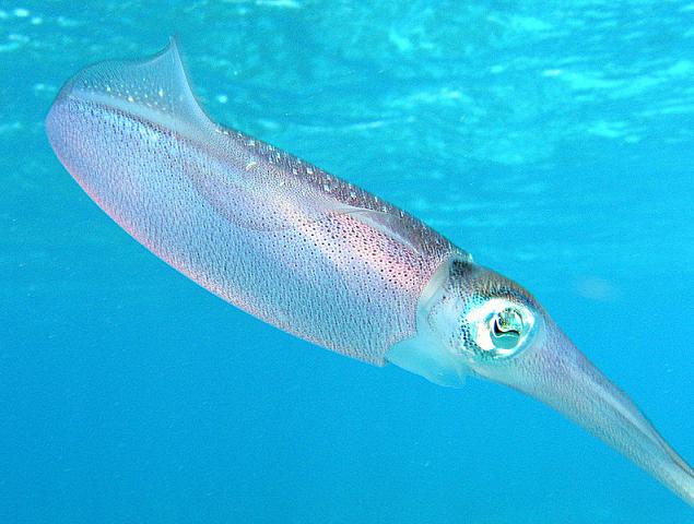Ad:  Caribbean_reef_squid.jpg
Gsterim: 927
Boyut:  45.8 KB