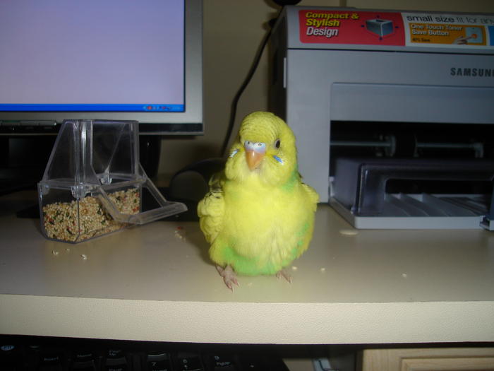 Ad:  Asil-kus-limon.jpg
Gsterim: 221
Boyut:  33.1 KB