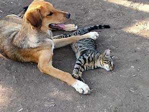 Ad:  kedi-kpek.jpg
Gsterim: 214
Boyut:  14.9 KB