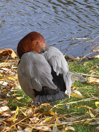 Ad:  mrbird.jpg
Gsterim: 389
Boyut:  184.9 KB