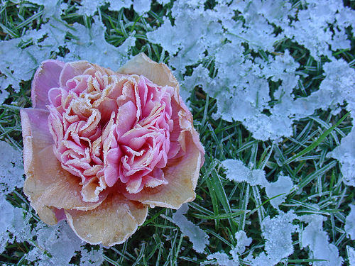 Ad:  carnellia.jpg
Gsterim: 208
Boyut:  212.0 KB