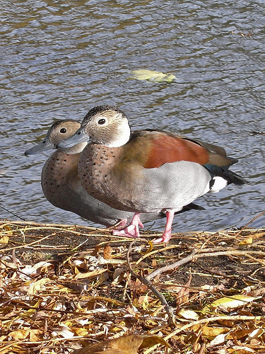 Ad:  birds.jpg
Gsterim: 254
Boyut:  197.0 KB