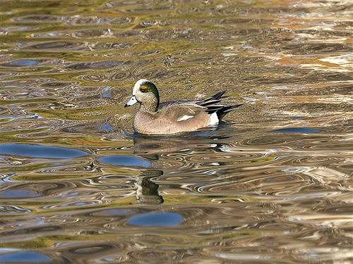 Ad:  vidgeon.jpg
Gsterim: 231
Boyut:  144.0 KB