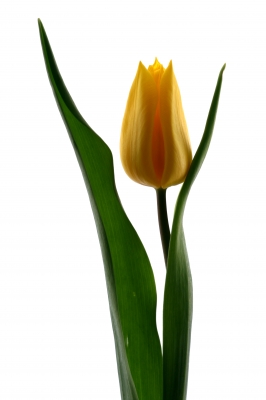 Ad:  yellow-tulip.jpg
G�sterim: 244
Boyut:  42.2 KB