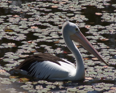 Ad:  Avustralya Pelikan.jpg
Gsterim: 328
Boyut:  146.4 KB