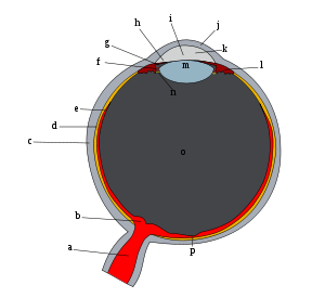 Ad:  Schematic_diagram_of_the_human_eye.svg.png
Gsterim: 6077
Boyut:  21.8 KB