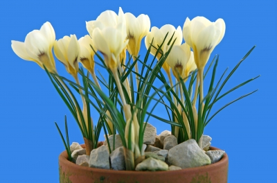 Ad:  crocuses.jpg
G�sterim: 338
Boyut:  82.2 KB