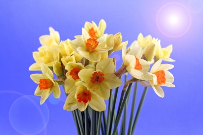 Ad:  daffodils4.jpg
G�sterim: 230
Boyut:  77.4 KB