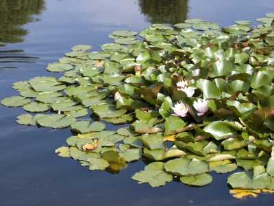 Ad:  nil�fer.jpg
G�sterim: 340
Boyut:  119.3 KB