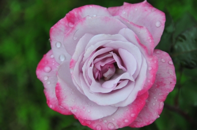 Ad:  Rose.jpg
G�sterim: 249
Boyut:  75.2 KB