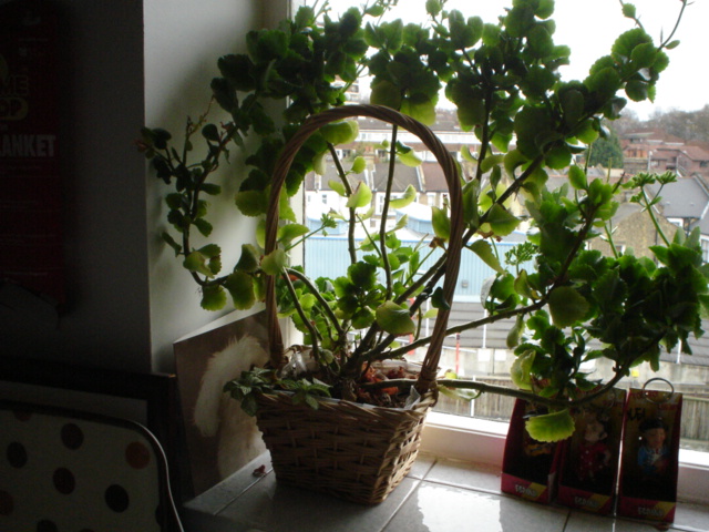 Ad:  DSC02307.JPG
Gsterim: 341
Boyut:  145.0 KB