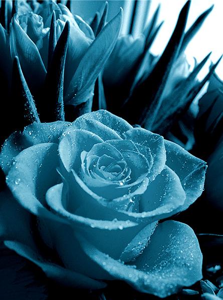 Ad:  Rose_for_mony.jpg
Gsterim: 650
Boyut:  49.4 KB