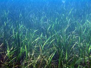 Ad:  turkiyedenizleri.jpg
Gsterim: 812
Boyut:  15.9 KB